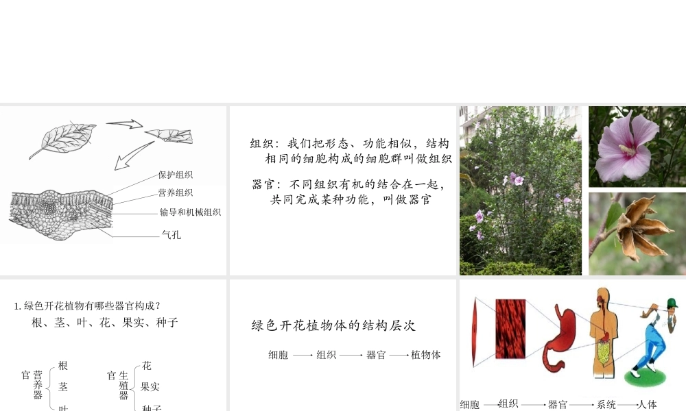 2012年秋七年级生物上册《第一单元 第二章 第三节 多细胞生物体的结构层次》课件5 济南版