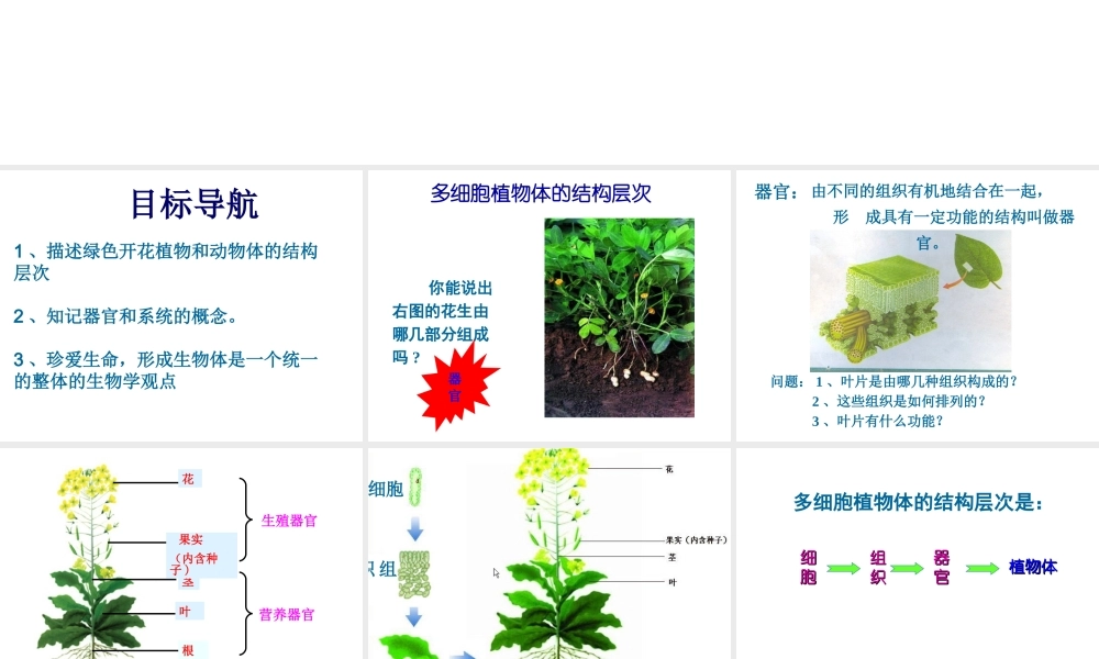 2012年秋七年级生物上册《第一单元 第二章 第三节 多细胞生物体的结构层次》课件6 济南版
