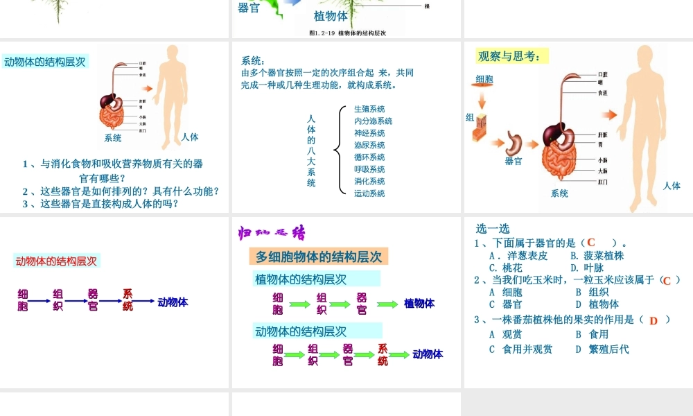 2012年秋七年级生物上册《第一单元 第二章 第三节 多细胞生物体的结构层次》课件6 济南版