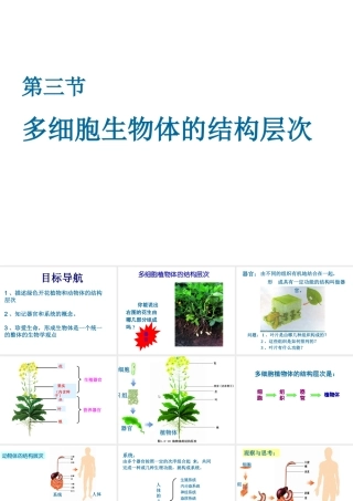 2012年秋七年级生物上册《第一单元 第二章 第三节 多细胞生物体的结构层次》课件6 济南版