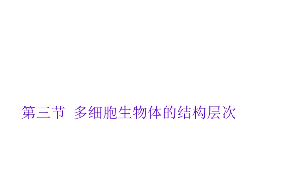 2012年秋七年级生物上册《第一单元 第二章 第三节 多细胞生物体的结构层次》课件7 济南版