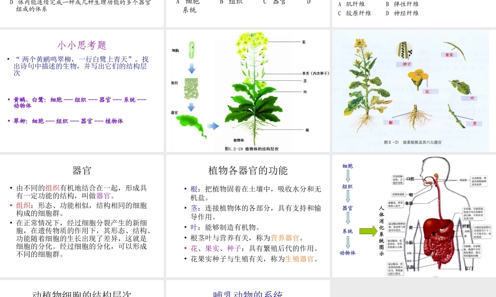 2012年秋七年级生物上册《第一单元 第二章 第三节 多细胞生物体的结构层次》课件7 济南版