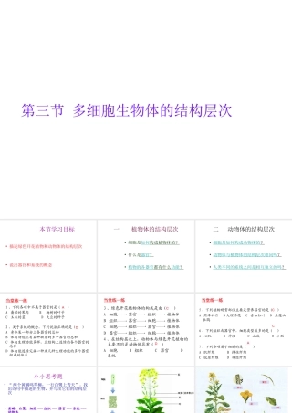 2012年秋七年级生物上册《第一单元 第二章 第三节 多细胞生物体的结构层次》课件7 济南版