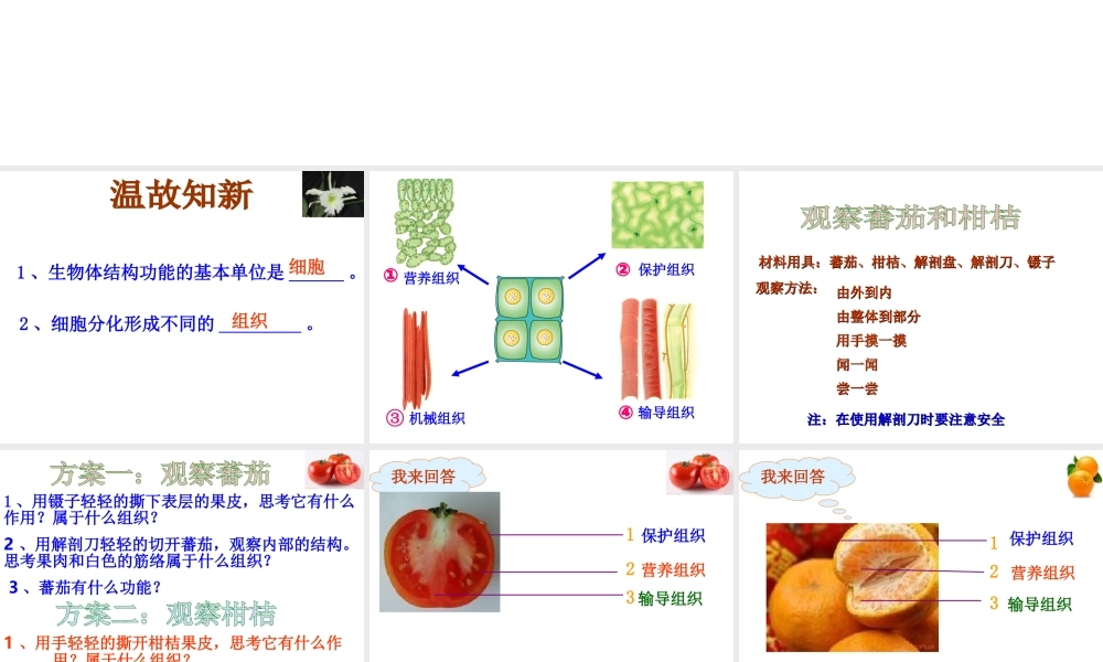 2012年秋七年级生物上册《第一单元 第二章 第三节 多细胞生物体的结构层次》课件8 济南版