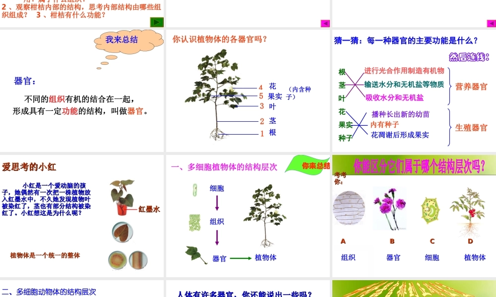 2012年秋七年级生物上册《第一单元 第二章 第三节 多细胞生物体的结构层次》课件8 济南版