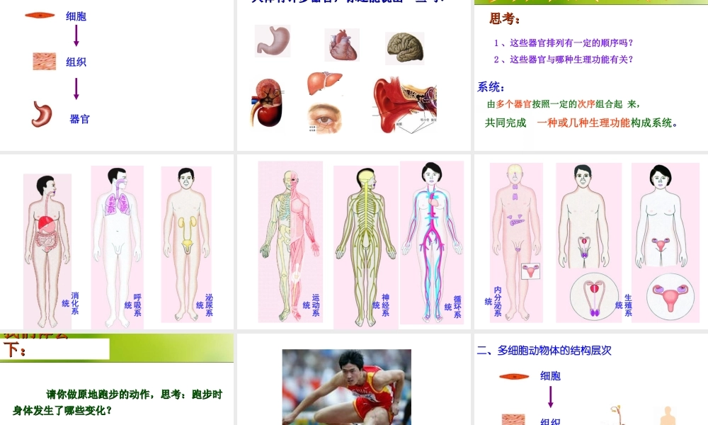 2012年秋七年级生物上册《第一单元 第二章 第三节 多细胞生物体的结构层次》课件8 济南版