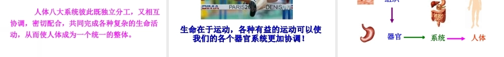 2012年秋七年级生物上册《第一单元 第二章 第三节 多细胞生物体的结构层次》课件8 济南版