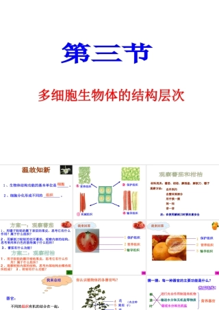 2012年秋七年级生物上册《第一单元 第二章 第三节 多细胞生物体的结构层次》课件8 济南版