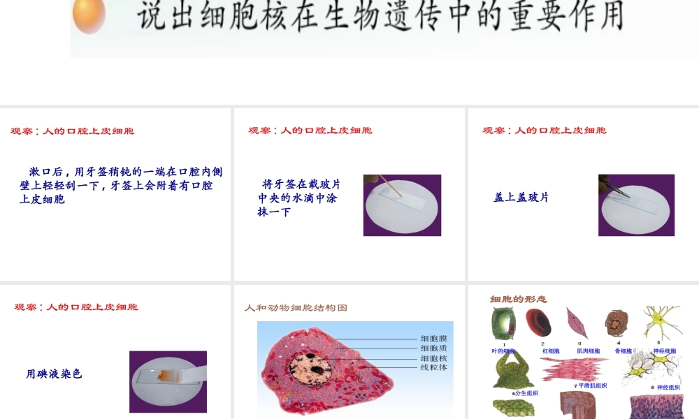 2012年秋七年级生物上册《第一单元 第二章 第一节 细胞的结构和功能》课件1 济南版