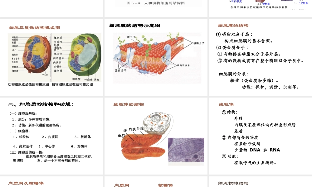 2012年秋七年级生物上册《第一单元 第二章 第一节 细胞的结构和功能》课件1 济南版