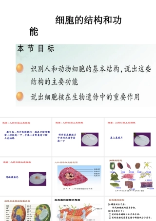 2012年秋七年级生物上册《第一单元 第二章 第一节 细胞的结构和功能》课件1 济南版