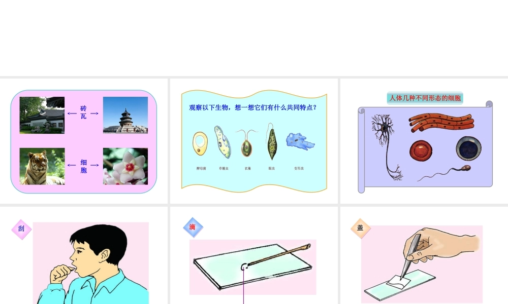 2012年秋七年级生物上册《第一单元 第二章 第一节 细胞的结构和功能》课件2 济南版