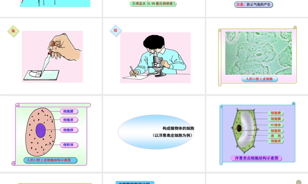 2012年秋七年级生物上册《第一单元 第二章 第一节 细胞的结构和功能》课件2 济南版