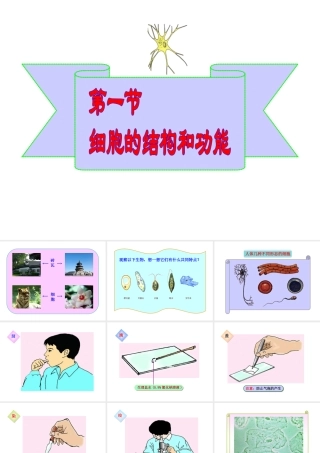 2012年秋七年级生物上册《第一单元 第二章 第一节 细胞的结构和功能》课件2 济南版