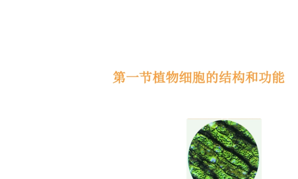 2012年秋七年级生物上册《第一单元 第二章 第一节 细胞的结构和功能》课件4 济南版