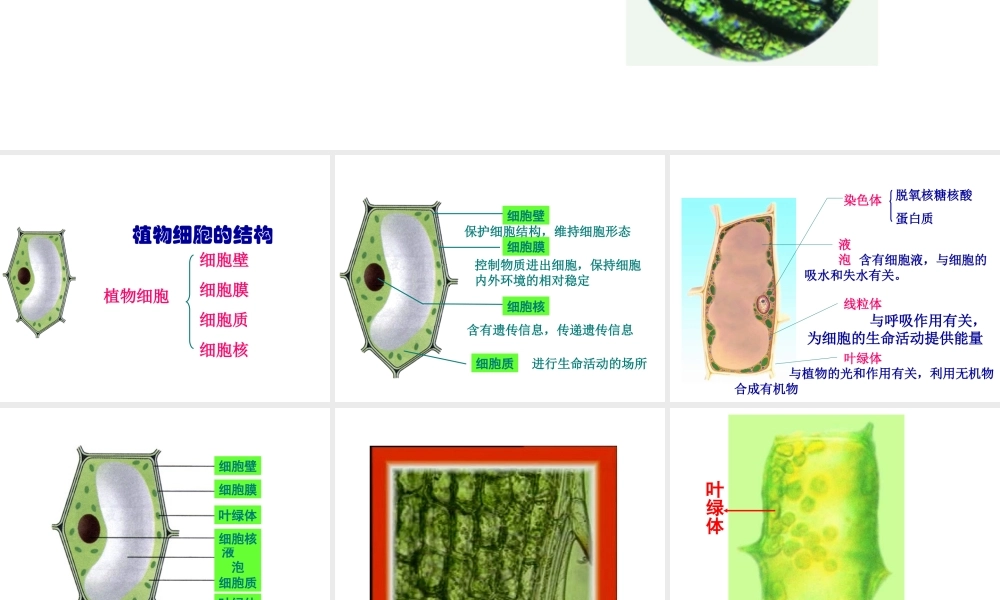 2012年秋七年级生物上册《第一单元 第二章 第一节 细胞的结构和功能》课件4 济南版