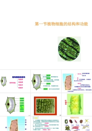 2012年秋七年级生物上册《第一单元 第二章 第一节 细胞的结构和功能》课件4 济南版