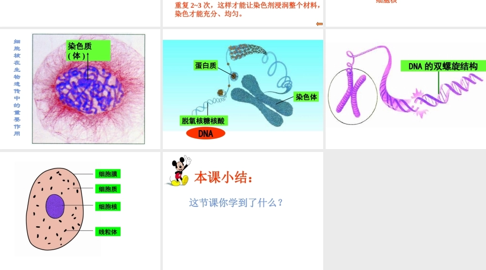 2012年秋七年级生物上册《第一单元 第二章 第一节 细胞的结构和功能》课件5 济南版