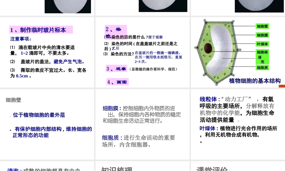 2012年秋七年级生物上册《第一单元 第二章 第一节 细胞的结构和功能》课件6 济南版