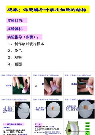 2012年秋七年级生物上册《第一单元 第二章 第一节 细胞的结构和功能》课件6 济南版