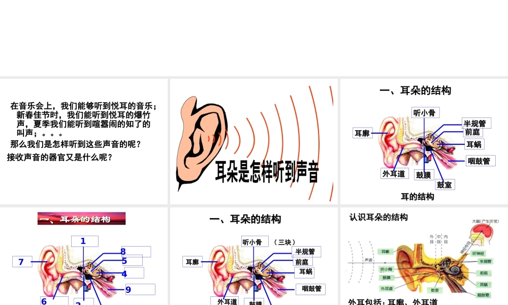 1.3耳和听觉（第1课时）