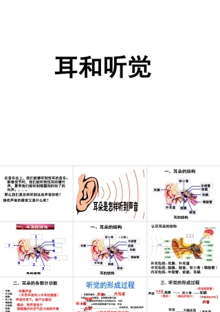 1.3耳和听觉（第1课时）