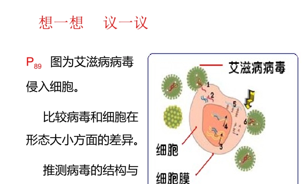 2013年八年级生物上册 5.5 病毒课件 新人教版