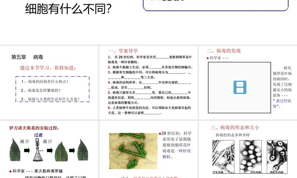 2013年八年级生物上册 5.5 病毒课件 新人教版
