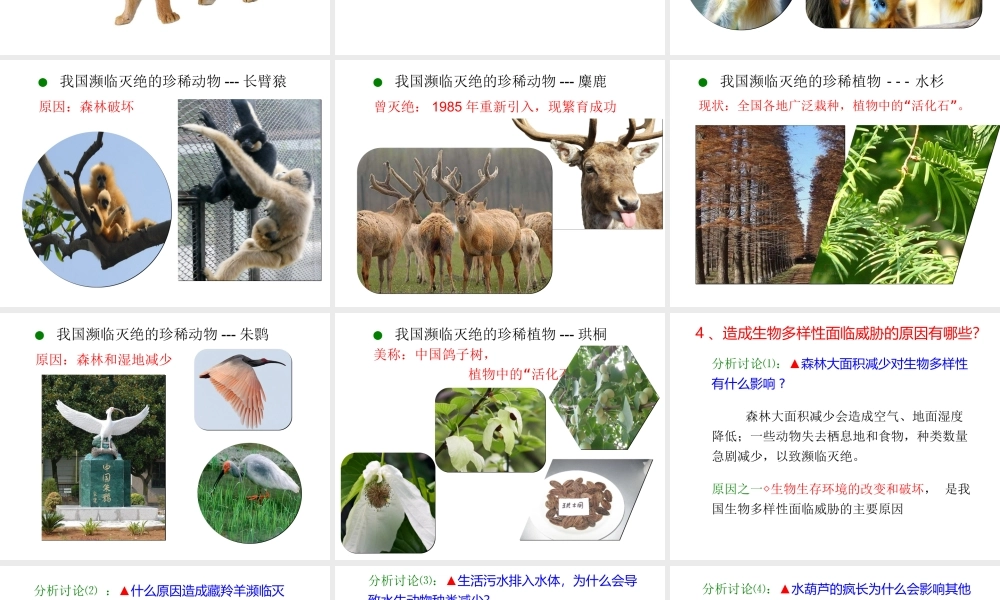 2013年八年级生物上册 6.3 保护生物的多样性课件 新人教版