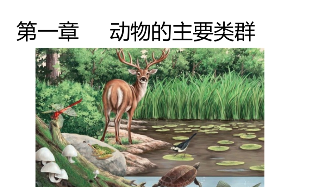 2013年八年级生物上册 第七节 哺乳动物课件 新人教版