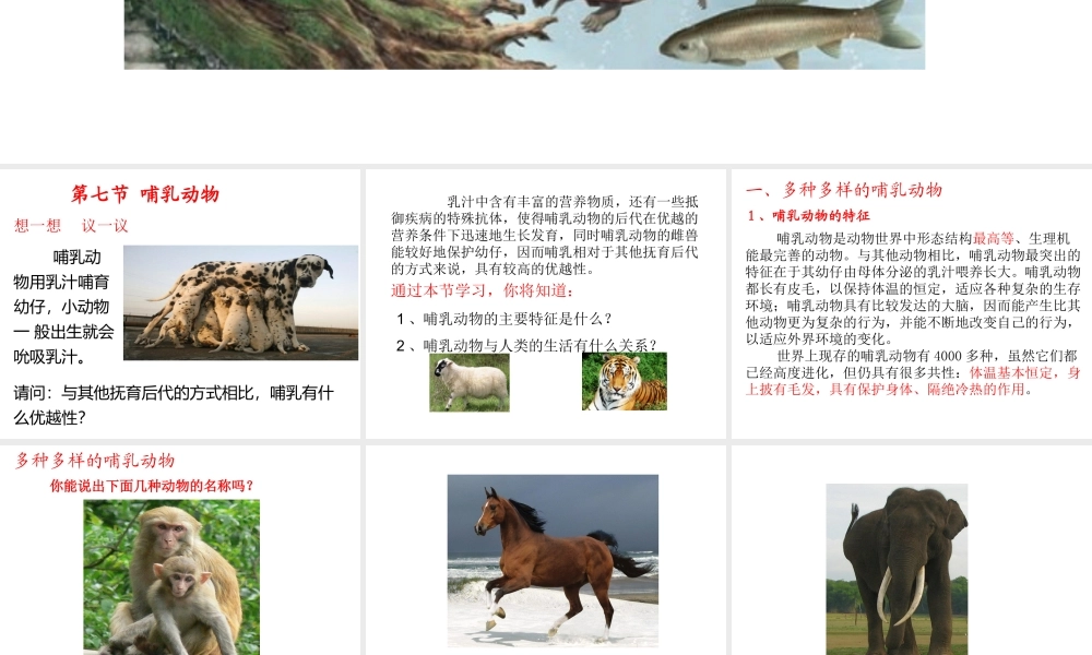 2013年八年级生物上册 第七节 哺乳动物课件 新人教版
