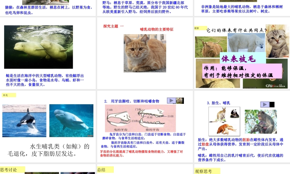 2013年八年级生物上册 第七节 哺乳动物课件 新人教版