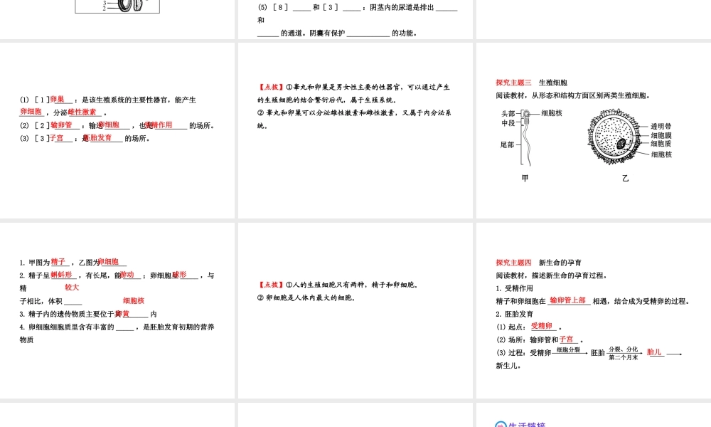 2013年八年级生物上册 第十九章 生物的生殖和发育 6.19.1人的生殖和发育（一）课件 北师大版