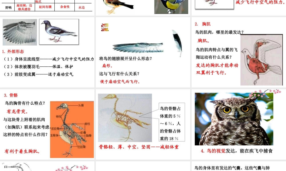 2013年八年级生物上册 第五单元 第一章 第六节 鸟课件 新人教版