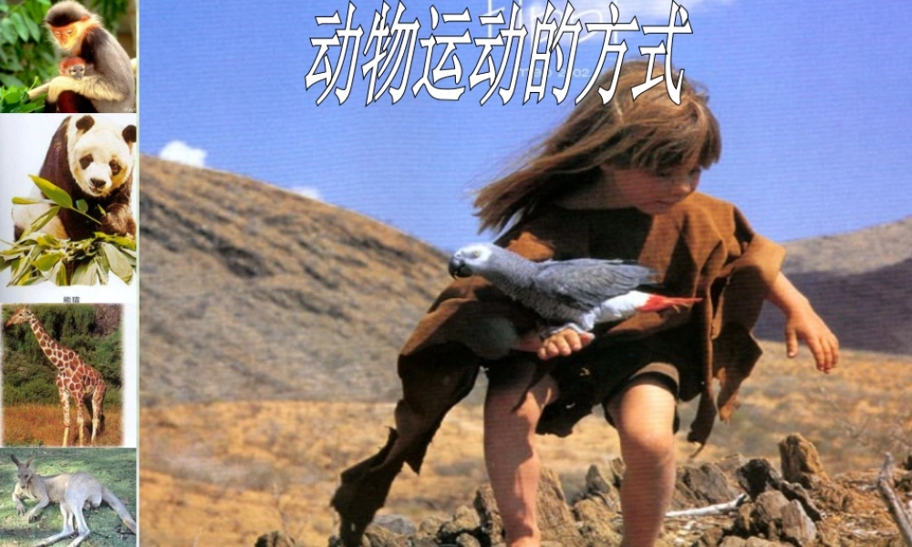 15.1动物运动的方式