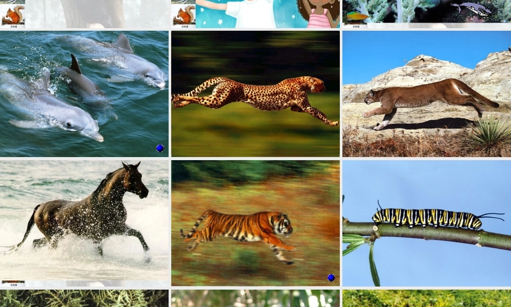 15.1动物运动的方式