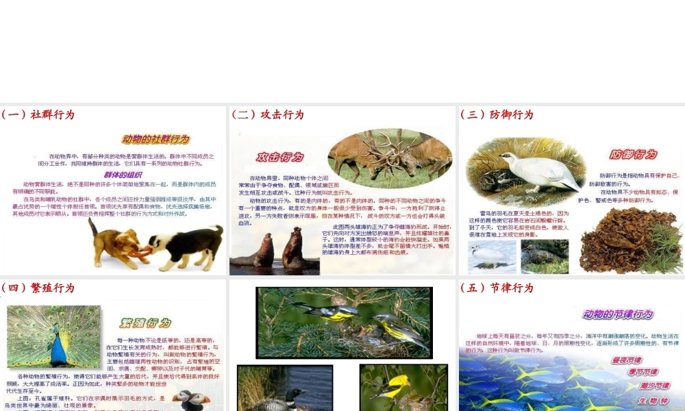 -八年级生物上册 4.2.2 动物行为的类型课件（2）（新版）冀教版-（新版）冀教级上册生物课件