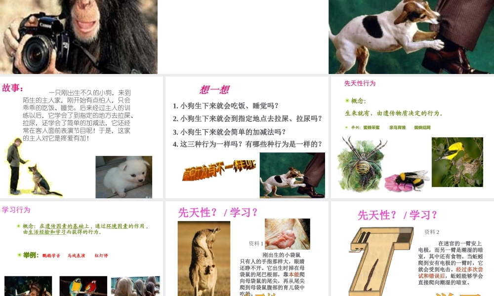 -八年级生物上册 4.2.3 先天性行为和学习行为课件（2）（新版）冀教版-（新版）冀教级上册生物课件