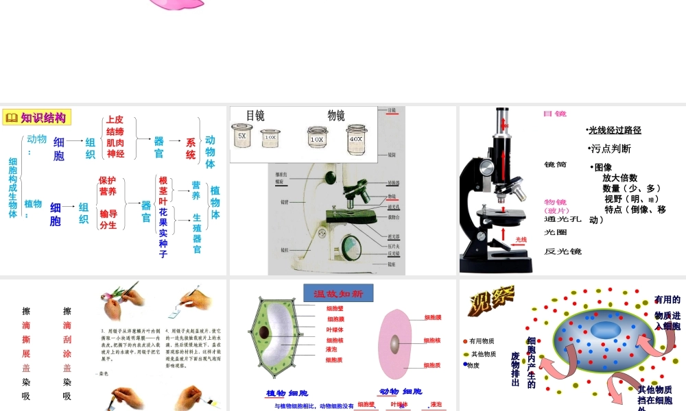 2013届中考生物 查漏补缺复习 专题二 生物与细胞课件