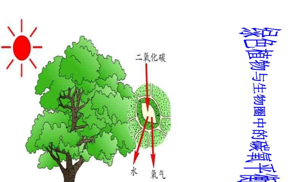 2013届中考生物 查漏补缺复习 专题六 绿色植物与生物圈中的碳氧平衡课件