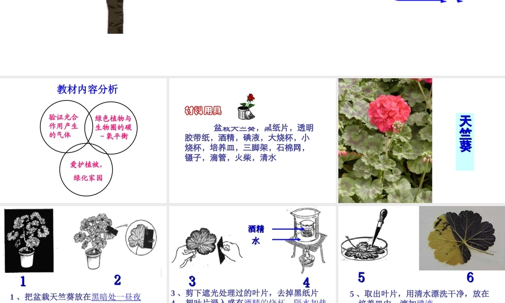 2013届中考生物 查漏补缺复习 专题六 绿色植物与生物圈中的碳氧平衡课件