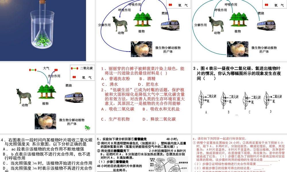 2013届中考生物 查漏补缺复习 专题六 绿色植物与生物圈中的碳氧平衡课件