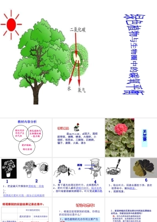 2013届中考生物 查漏补缺复习 专题六 绿色植物与生物圈中的碳氧平衡课件
