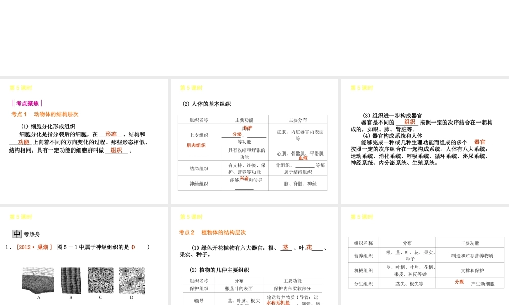 2013届中考生物 考前查漏补缺《第5课时 生物体的结构层次》（考点聚焦 +考前热身+平时知识积累）课件 新人教版