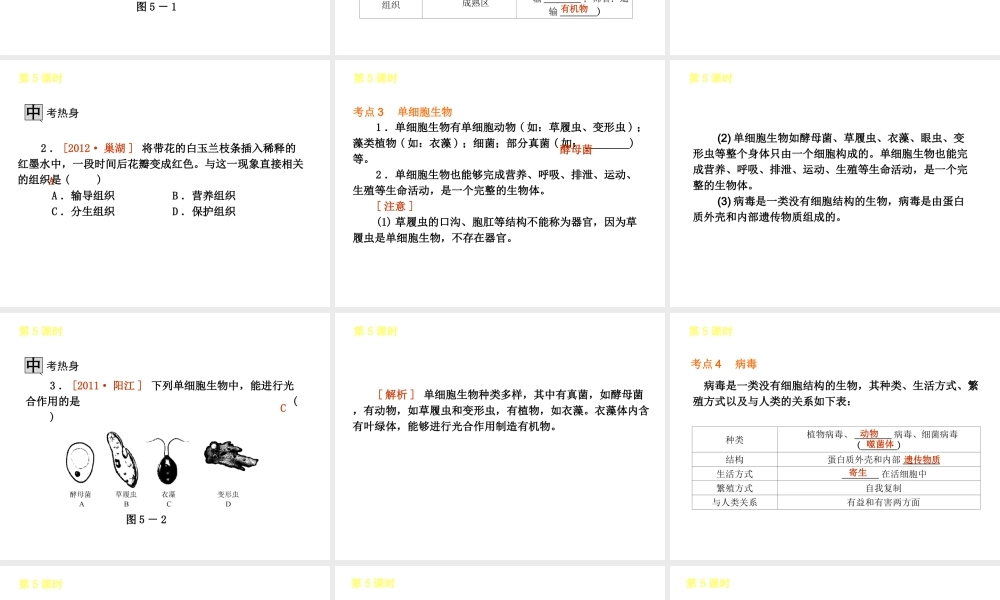 2013届中考生物 考前查漏补缺《第5课时 生物体的结构层次》（考点聚焦 +考前热身+平时知识积累）课件 新人教版