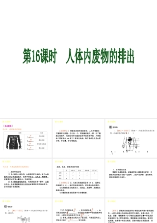 2013届中考生物 考前查漏补缺《第16课时 人体内废物的排出》（考点聚焦 +考前热身+平时知识积累）课件 新人教版