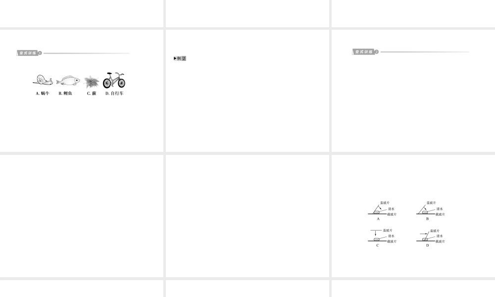 2012版中考科学 专题1观察多种多样的生物精品课件 浙教版