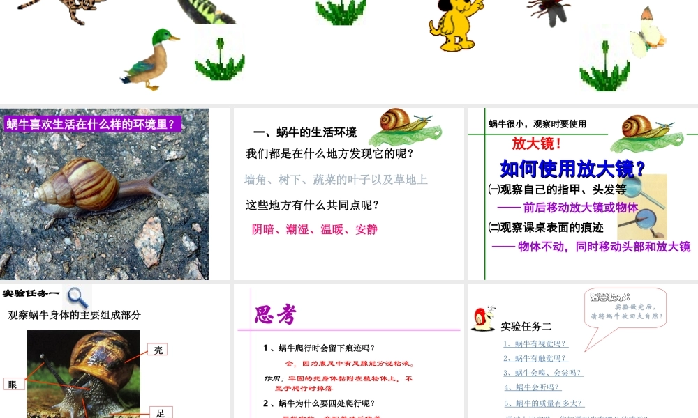 2013年七年级科学上册 2.1 生物和非生物第一课时课件 浙教版