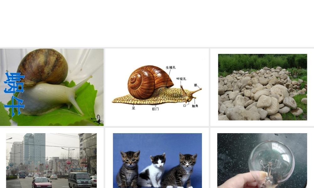 2013年七年级科学上册 2.1 生物和非生物课件1 浙教版