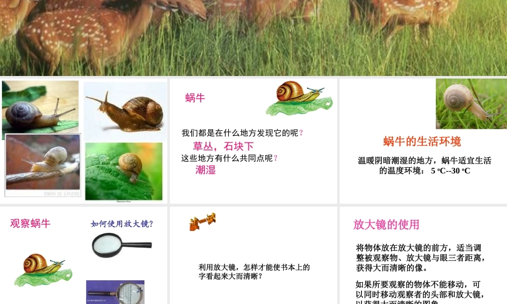 2013年七年级科学上册 2.1 生物与非生物课件2 浙教版